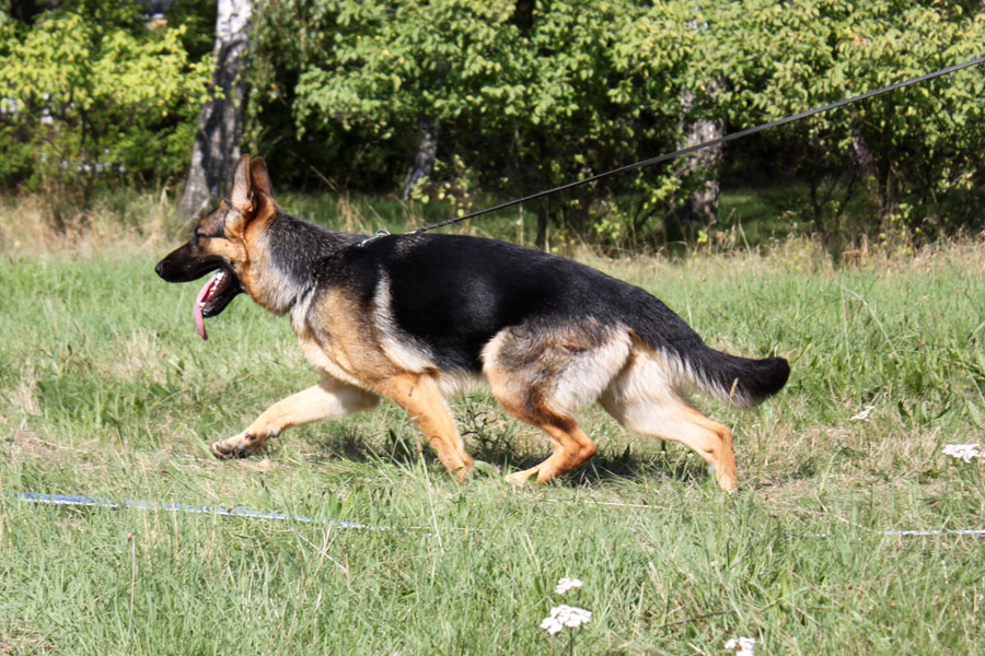 Trening Aura Griam